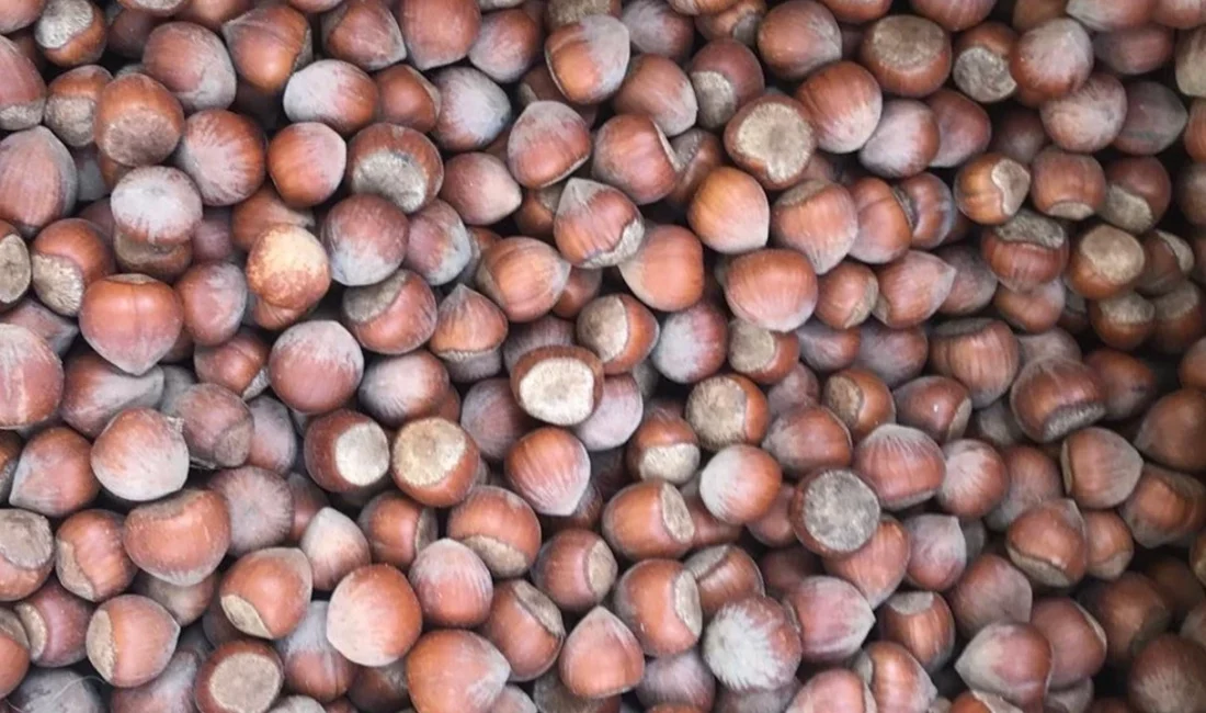 Güncel fındık fiyatları merak edilip araştırılıyor. 27 Şubat 2026 fındık