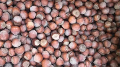 Güncel fındık fiyatları merak edilip araştırılıyor. 27 Şubat 2026 fındık