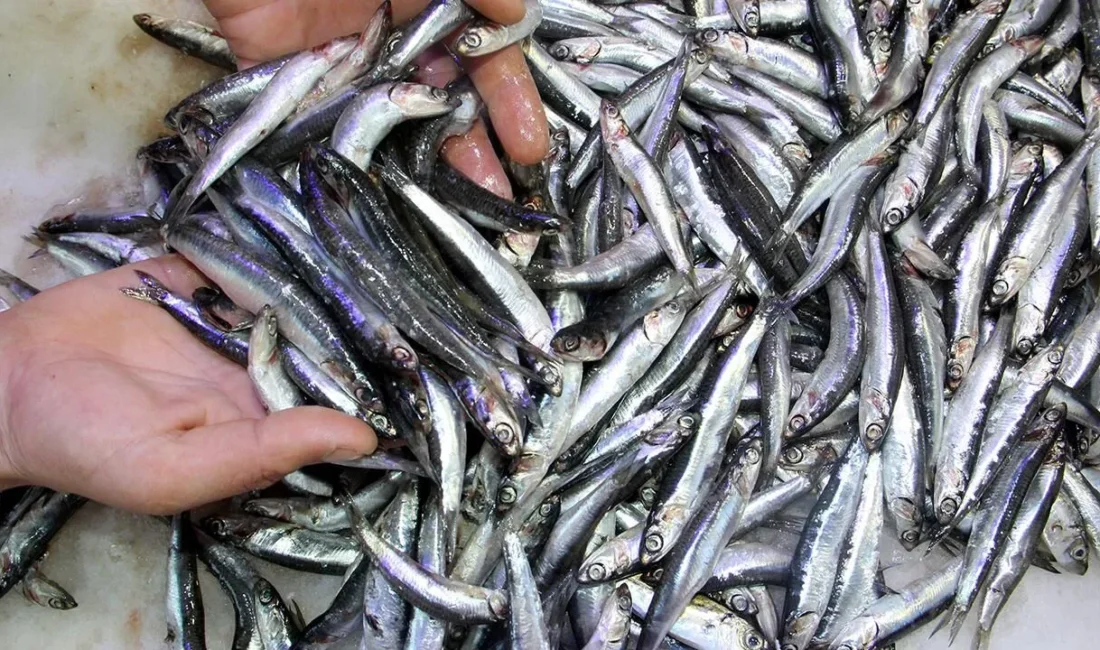 Balık avlamada bereketli günler yaşandıkça fiyatlar da gerilemeye devam ediyor.