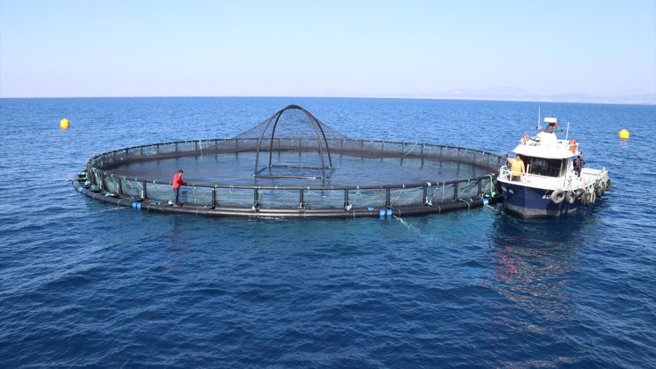 Ordu’da kafes balıkçılığı tesislerinde önceki sene yaklaşık 6 bin ton