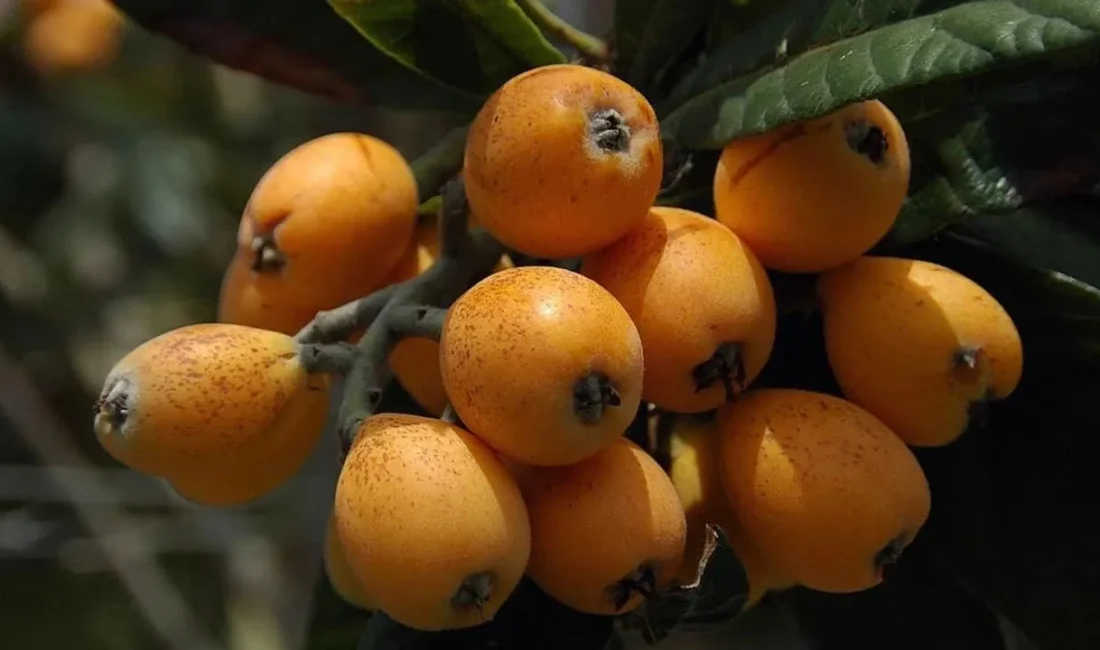 Mersin Erdemli'de normalden 1 ay önce hasat edilen 'sarı altın'