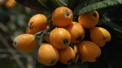 Mersin Erdemli'de normalden 1 ay önce hasat edilen 'sarı altın'