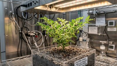 Geleceğin ay kolonilerinde sürdürülebilir yaşamın anahtarı olarak görülen tarımsal araştırmalarda,