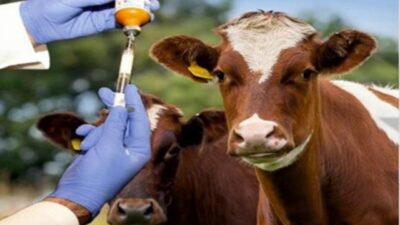 Samsun’da 2026 yılı ilkbahar şap aşılama programı başladı. Büyükbaş hayvanlar