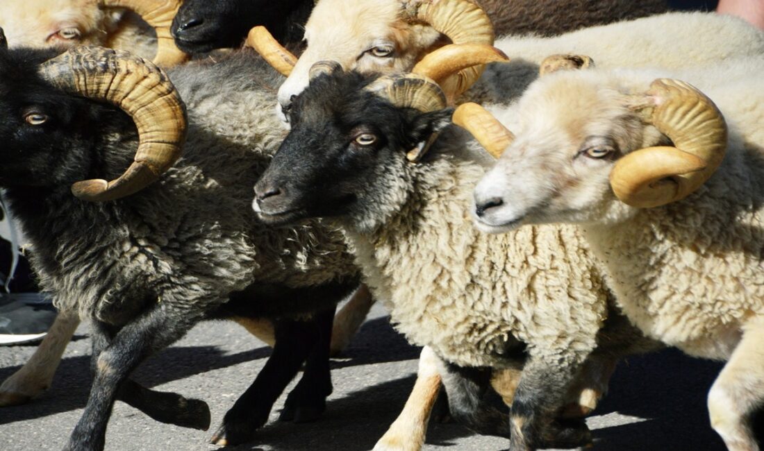 Tarım ve Orman Bakanlığı, küçükbaş hayvancılığı güçlendirmeyi hedefleyen “Kırsalda Bereket”