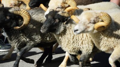 Tarım ve Orman Bakanlığı, küçükbaş hayvancılığı güçlendirmeyi hedefleyen “Kırsalda Bereket”