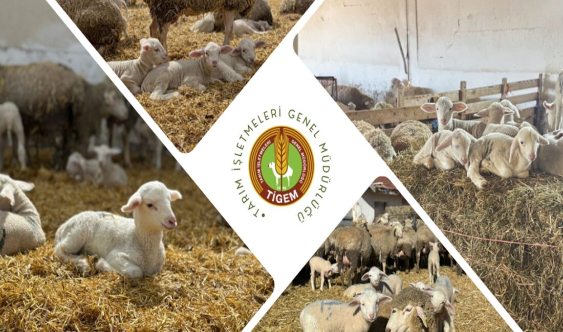 2026 yılı kuzulama sezonuna başladı. 11 bin kuzu doğumu gerçekleşti,