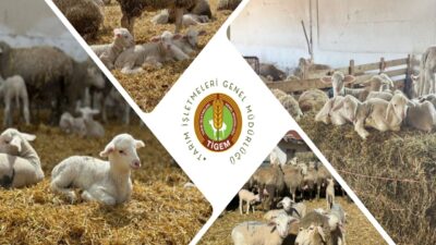 2026 yılı kuzulama sezonuna başladı. 11 bin kuzu doğumu gerçekleşti,