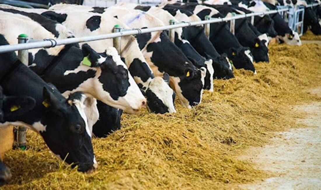 Aydın Büyükşehir Belediyesi, küçük ölçekli hayvancılık yapan üreticilere yönelik yem