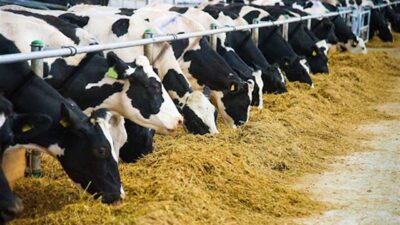 Aydın Büyükşehir Belediyesi, küçük ölçekli hayvancılık yapan üreticilere yönelik yem