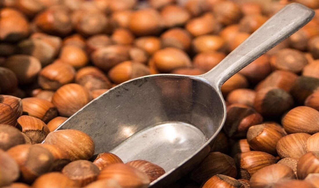 17 Mart 2026 fındık fiyatları açıklandı. Ordu, Giresun, Samsun, Sakarya