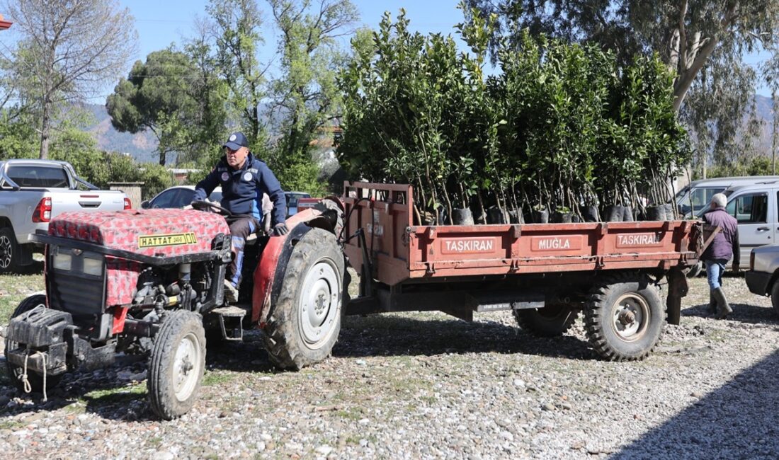 Muğla Büyükşehir Belediyesi, Köyceğiz’de don zararına uğrayan üreticilere 1500 narenciye
