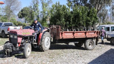 Muğla Büyükşehir Belediyesi, Köyceğiz’de don zararına uğrayan üreticilere 1500 narenciye