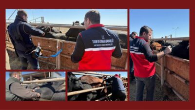 Türkiye’de hayvan aşılarında iğnesiz enjeksiyon yöntemi için ilk saha denemesi