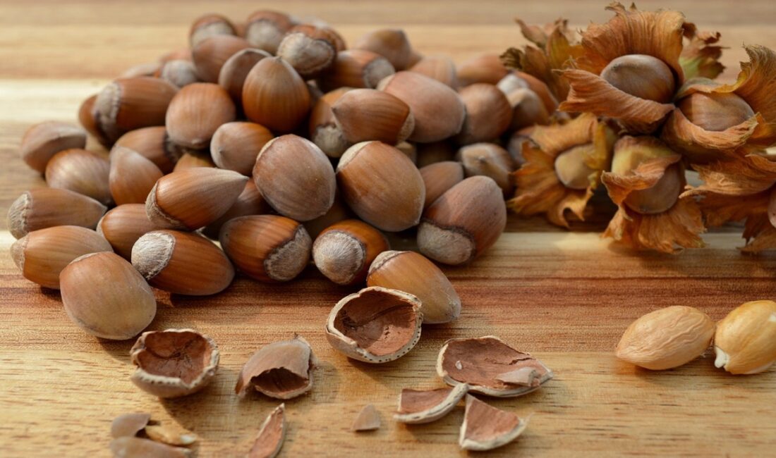 20 Mart 2026 güncel fındık fiyatları açıklandı. Ordu, Giresun, Trabzon