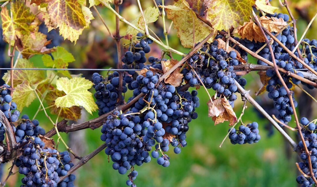 2024 verilerine göre dünya üzüm üretiminde Çin liderliğini koruyor. Türkiye