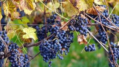 2024 verilerine göre dünya üzüm üretiminde Çin liderliğini koruyor. Türkiye