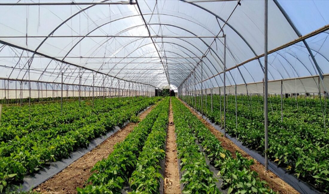 İzmir Bayındır Sera Organize Tarım Bölgesi’nde 409 milyon liralık altyapı