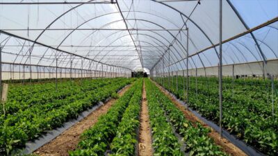 İzmir Bayındır Sera Organize Tarım Bölgesi’nde 409 milyon liralık altyapı