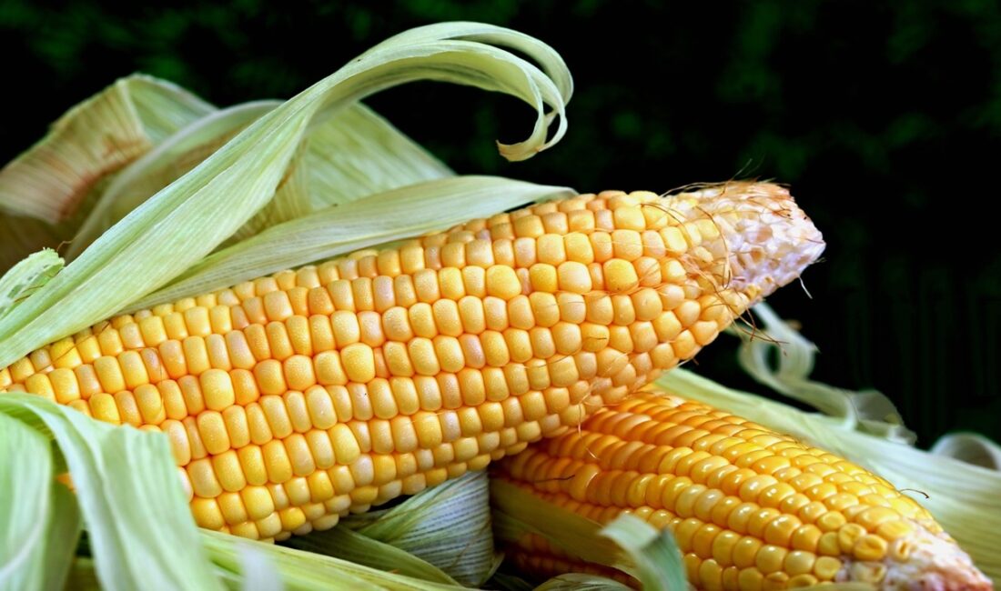 Hürmüz Boğazı’ndaki gerilim gübre tedarikini etkiledi, mısır vadeli işlemleri iki