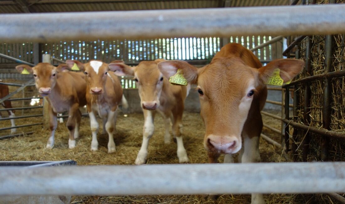 Türkiye genelinde yürütülen saha eğitimleriyle buzağı kayıplarının azaltılması ve üreme