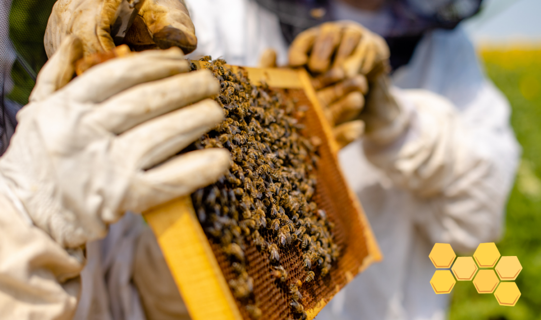 Arı üreticilerine yönelik desteklere dair mart ayının ortalarında yeni açıklamalar