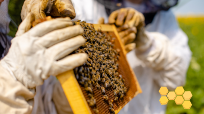 Arı üreticilerine yönelik desteklere dair mart ayının ortalarında yeni açıklamalar