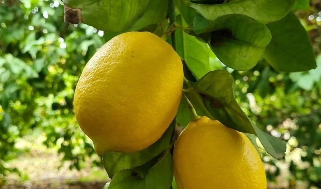 2025 yılında dikenli limon 9 TL'ydi, bu sene ise limon