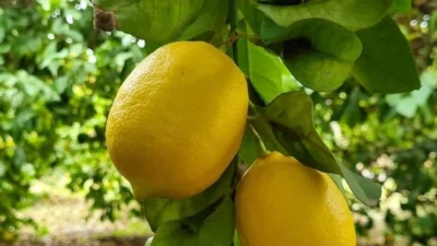 2025 yılında dikenli limon 9 TL'ydi, bu sene ise limon