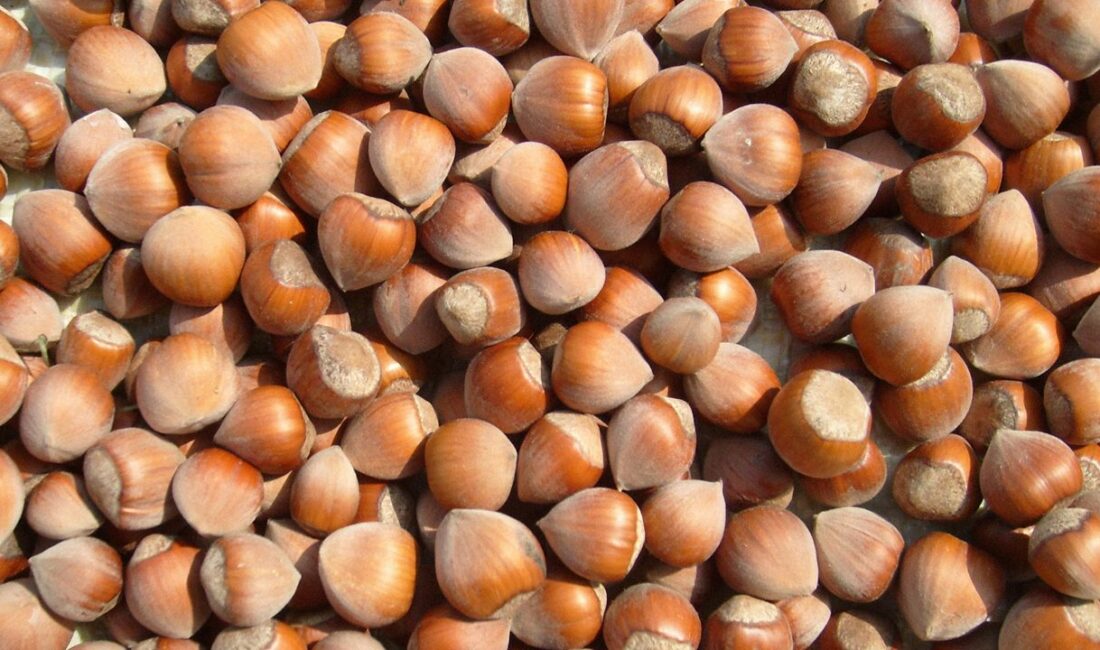 Fındık ihracatında bu sezon yarı yarıya azalma meydana geldi. İhraç