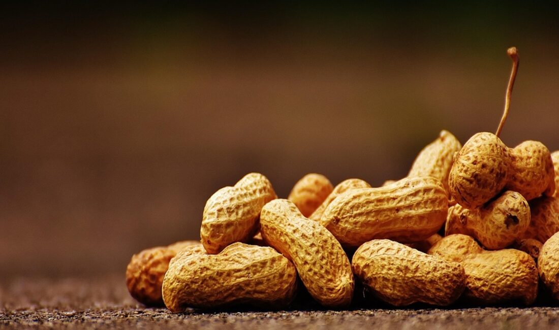 Bilim insanları, fıstık kabuklarını çevre dostu bir yöntemle yüksek değerli