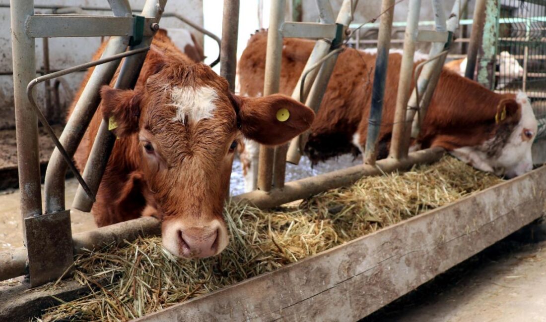 Tarım ve Orman Bakanlığı tarafından kırsal kalkınmayı güçlendirmek ve yerli