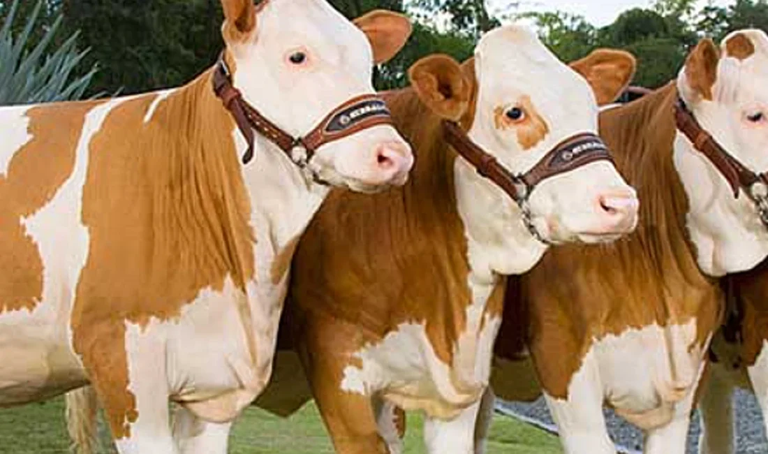 TÜRKYED Genel Başkanı Nihat Çelik, kurmayları ile yaptığı kapsamlı istişare