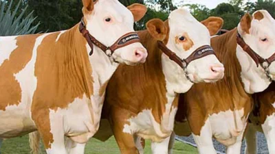 TÜRKYED Genel Başkanı Nihat Çelik, kurmayları ile yaptığı kapsamlı istişare