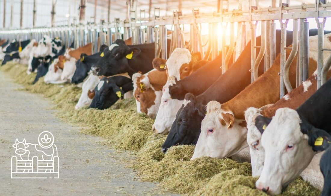 Büyükbaş ve küçükbaş hayvancılık desteklerinden yararlanmak isteyenlerin tüm yapması gerekenler