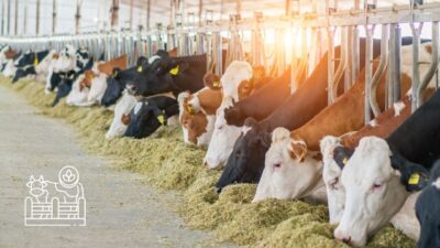Büyükbaş ve küçükbaş hayvancılık desteklerinden yararlanmak isteyenlerin tüm yapması gerekenler
