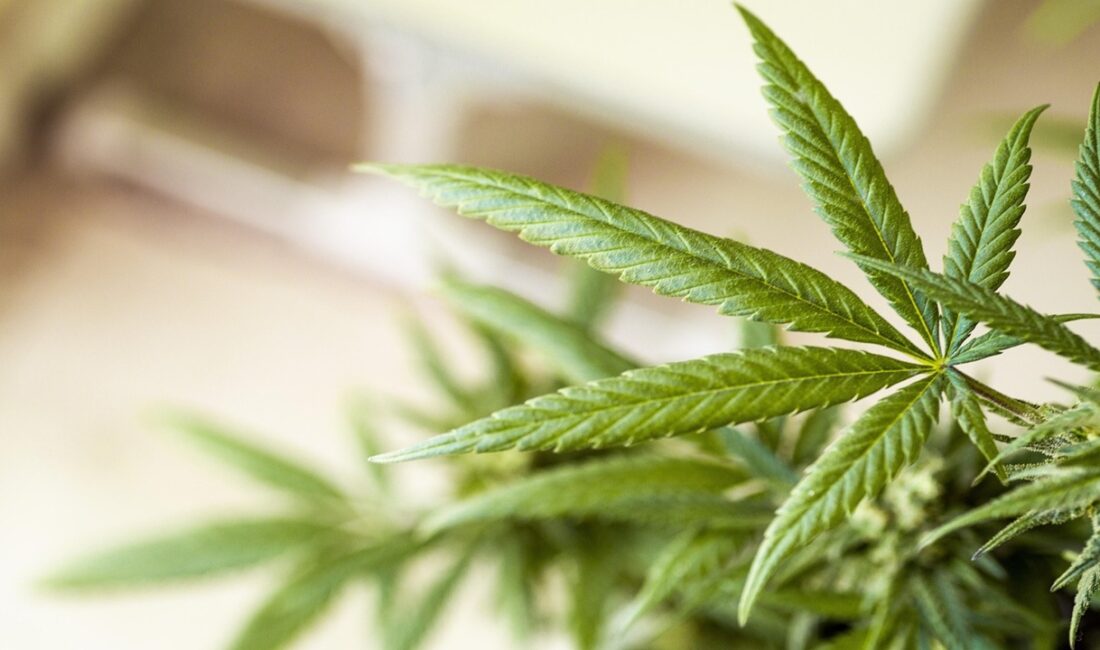 Türkiye’de kenevir üretiminde yeni dönem başladı. Yaprak ve çiçeklerin tıbbi