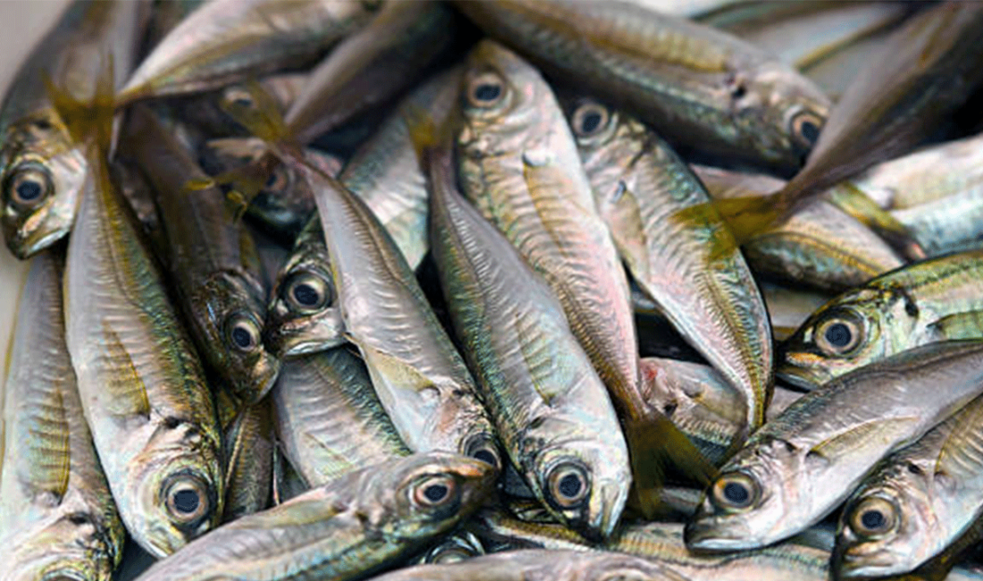 Karadeniz'in incesi hamsi dönemi sona erdi, bu hafta tezgahlarda yer