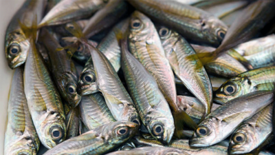 Karadeniz'in incesi hamsi dönemi sona erdi, bu hafta tezgahlarda yer