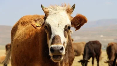 TÜBİTAK 1005-Ulusal Yeni Fikirler ve Ürünler Araştırma Destek Programı çerçevesinde