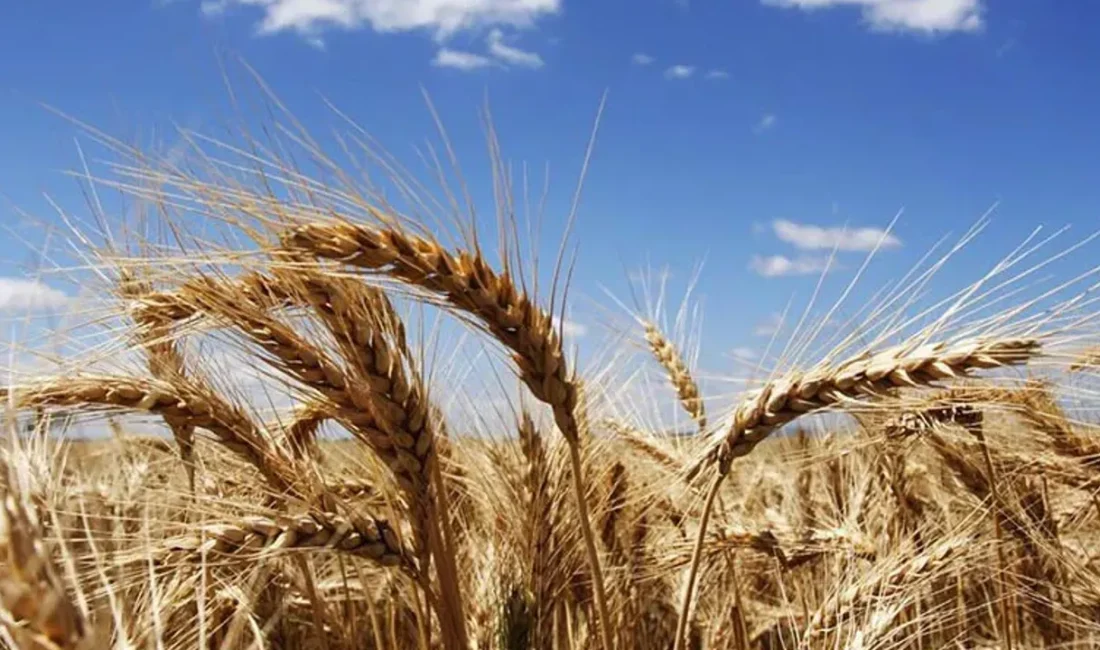 Orta Doğu’daki çatışmalar tarım piyasalarında arz sıkıntısı endişesi yarattı. Bu