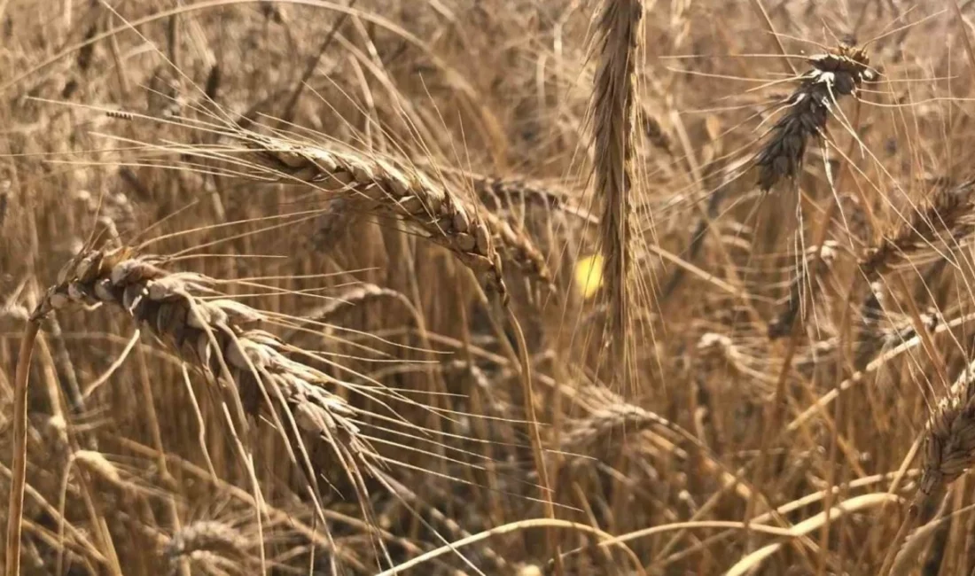 Orta Doğu’da yaşanan sıcak gelişmeler, yalnızca o bölgeyi değil, küresel
