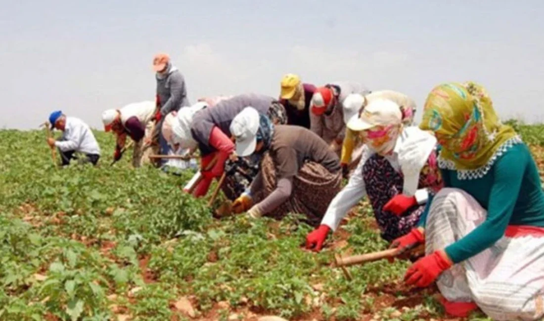 Türkiye İstatistik Kurumu (TÜİK) 2025'e yönelik "Tarımsal İşletme İş Gücü