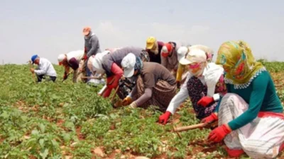 Türkiye İstatistik Kurumu (TÜİK) 2025'e yönelik "Tarımsal İşletme İş Gücü