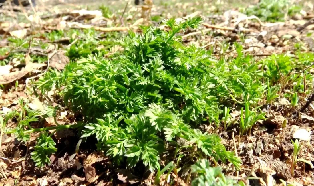 Türkiye'de en riskli zehirli yabani otlar vatandaşların sağlığı açısından tehlike