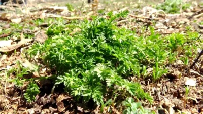 Türkiye'de en riskli zehirli yabani otlar vatandaşların sağlığı açısından tehlike