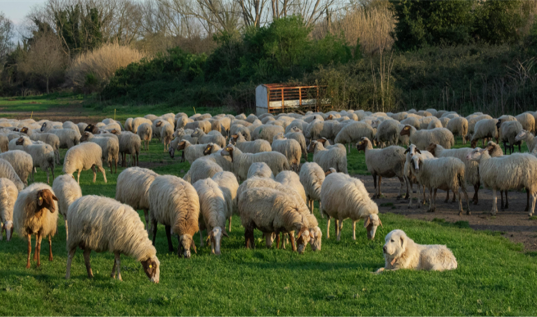 Tarım ve Orman Bakanlığı, küçükbaş hayvancılığı artırmak amacıyla 100 baş
