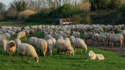 Tarım ve Orman Bakanlığı, küçükbaş hayvancılığı artırmak amacıyla 100 baş