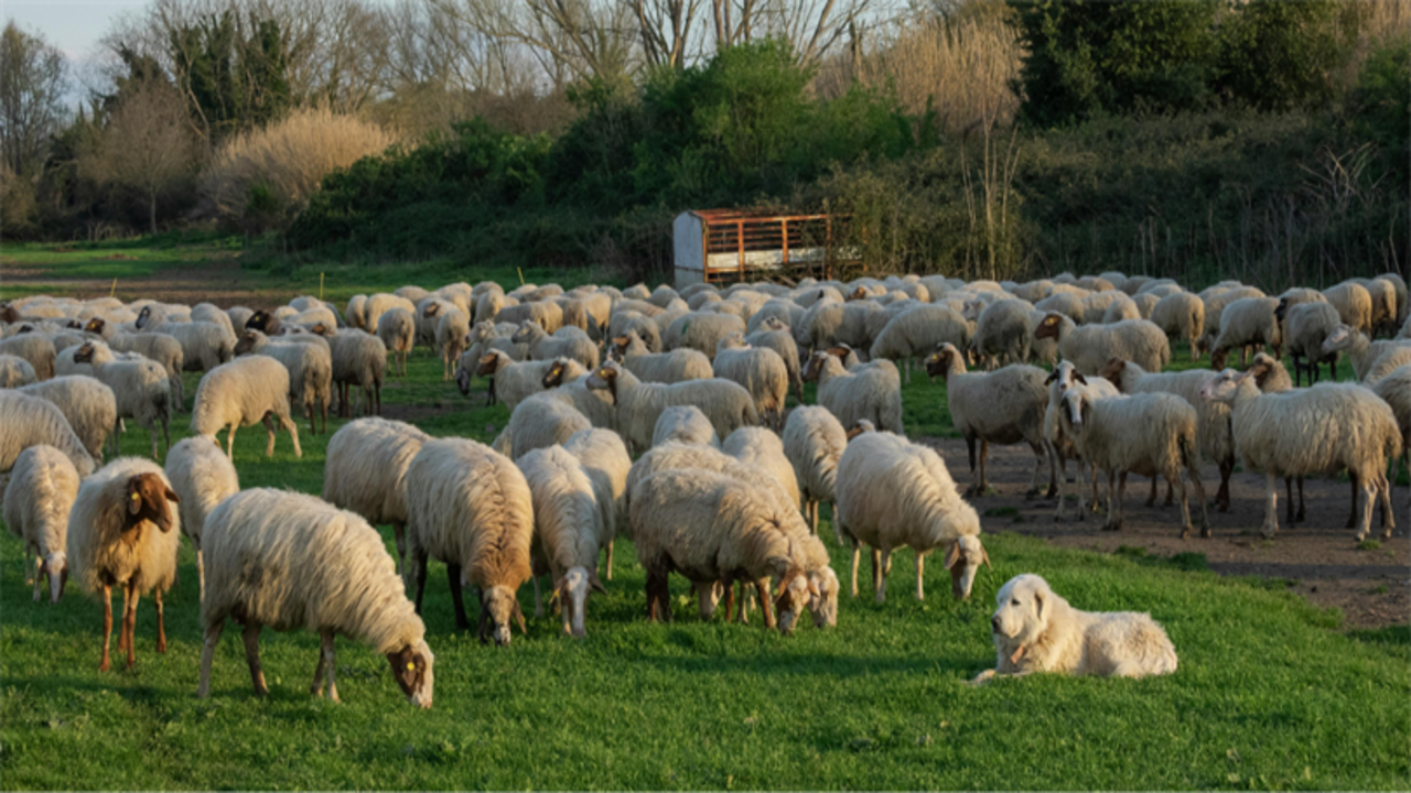 Tarım ve Orman Bakanlığı, küçükbaş hayvancılığı artırmak amacıyla 100 baş